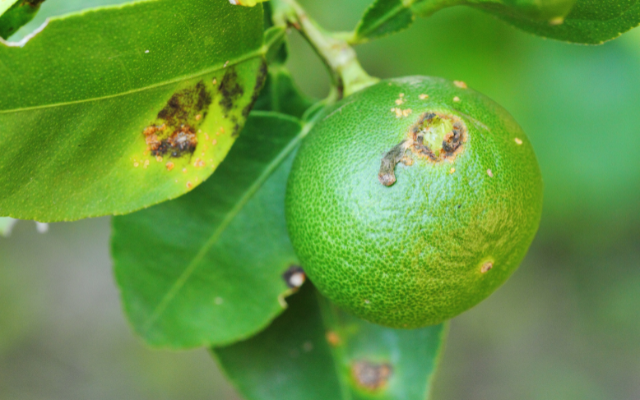 Plant Disease