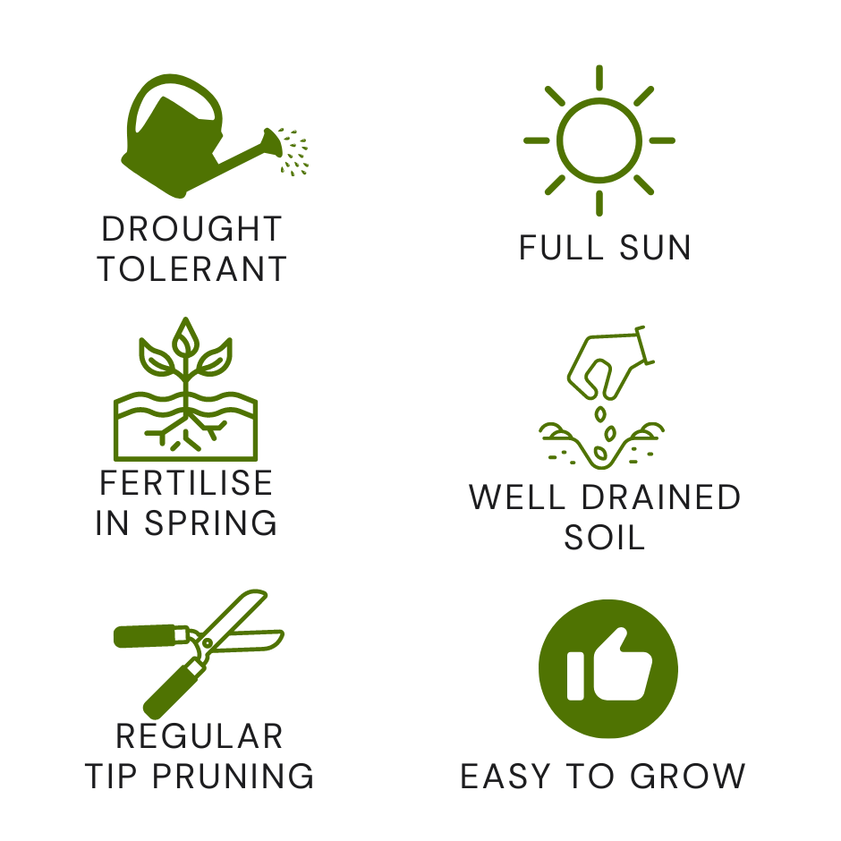 Rosemary Plant How to Grow, Cook & enjoy Healthy Benefits